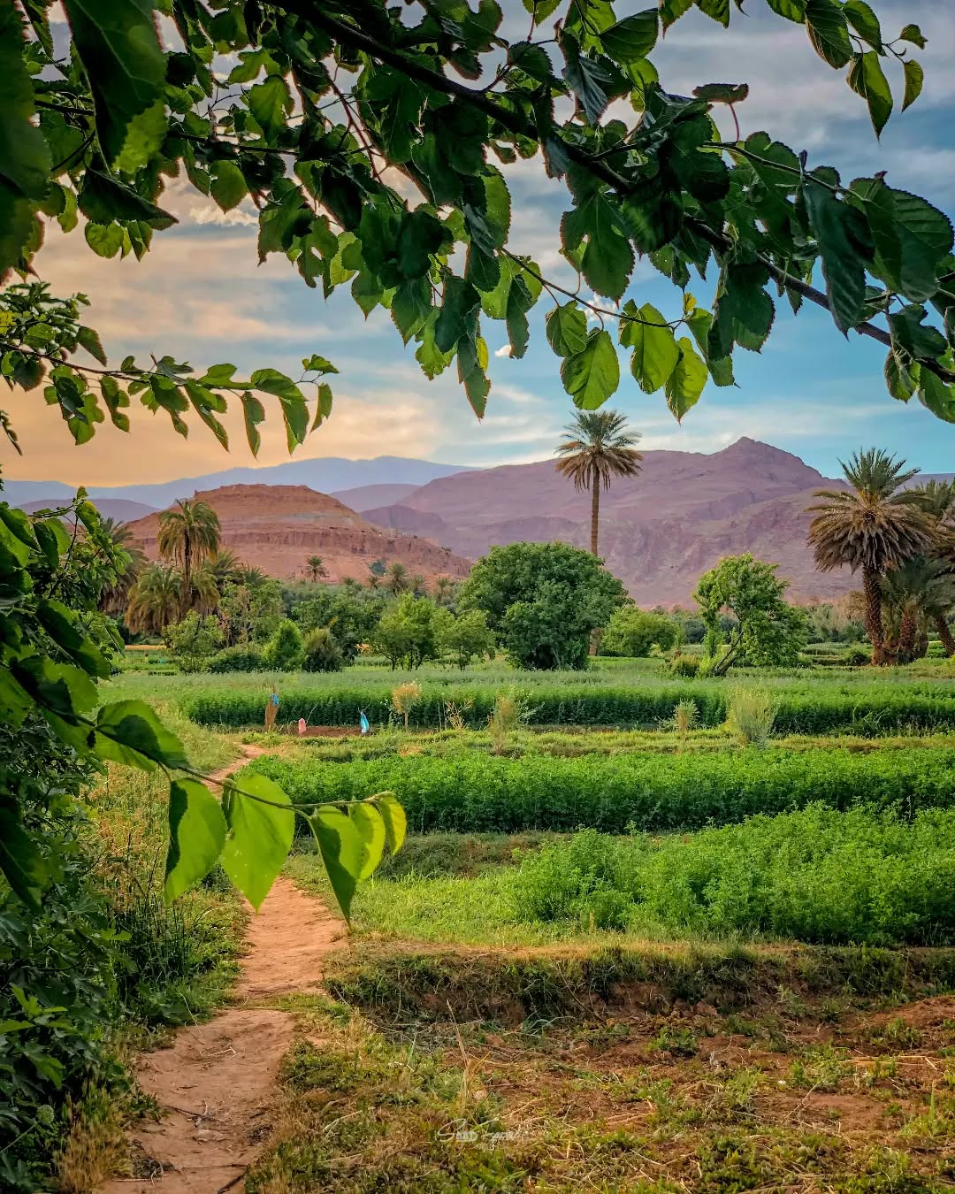 Champs de Tinghir palmeraie